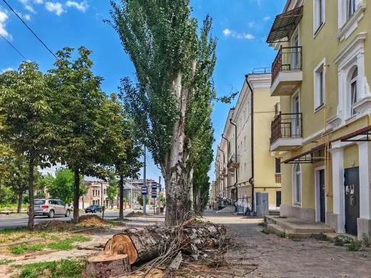 У Маріуполі біля драмтеатру спиляли багаторічні тополі