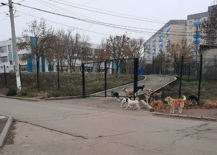 У Маріуполі зграї безпритульних собак нападають на людей: постраждалі скаржаться на бездіяльність