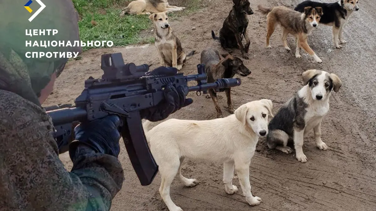 У Маріуполі окупанти розстрілюють безпритульних тварин