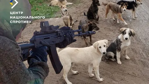 У Маріуполі окупанти розстрілюють безпритульних тварин